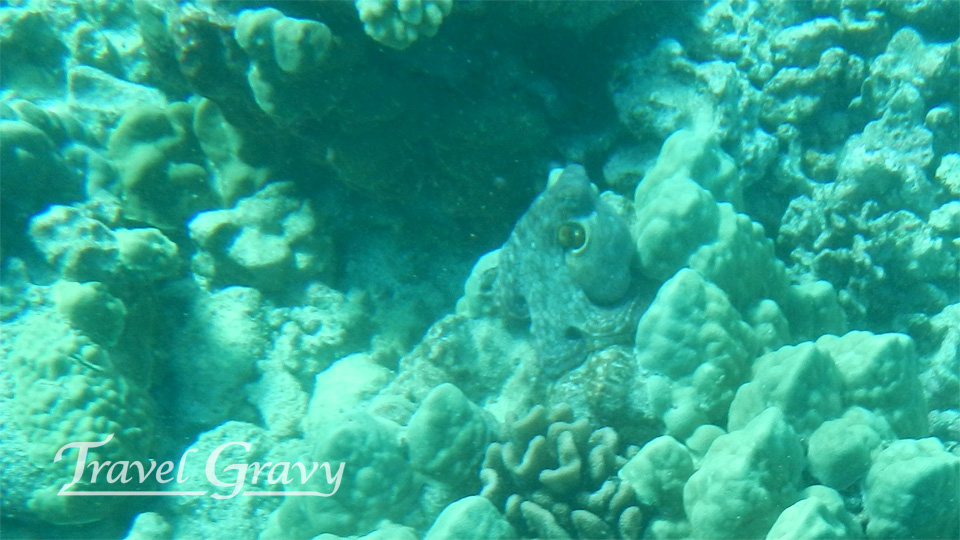 Fascinating Octopus in Hawaii