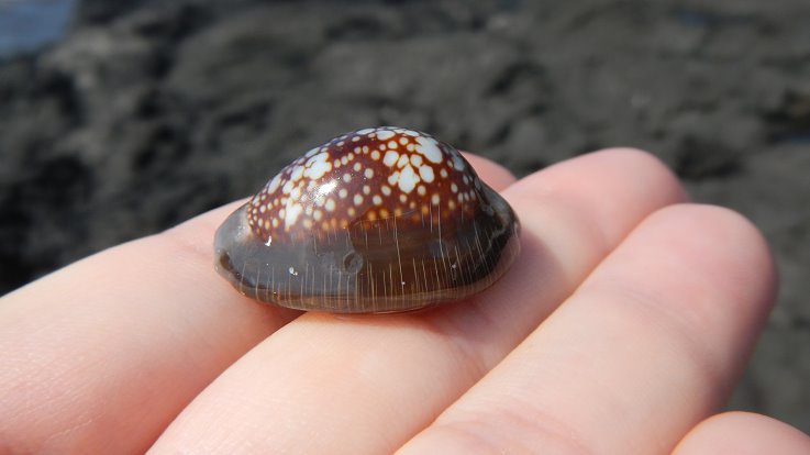 Don’t Pet the Sea Life: It might follow you home or worse.