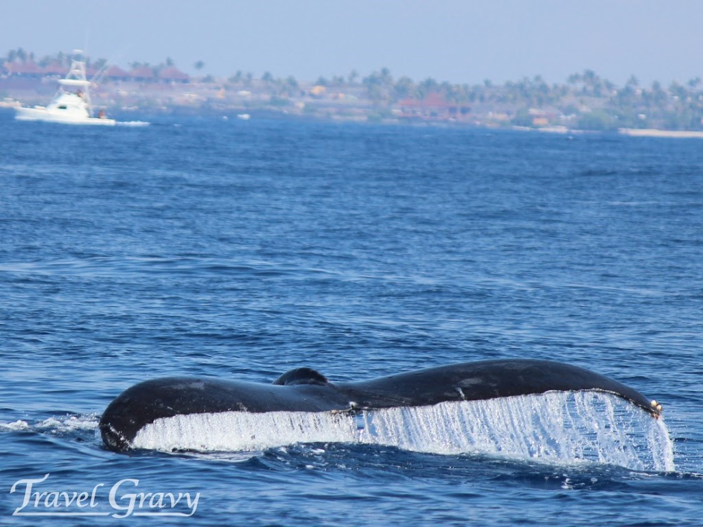 Whale Watching Boat Tours in Hawaii
