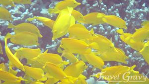 Tang at Two Step, Big Island, Hawaii by Engela Edwards 2013