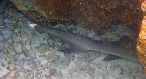 Reef shark tail at Two Step